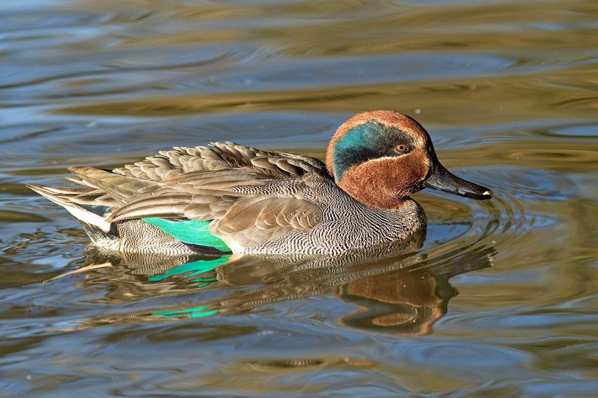 Krickenten Männchen © Michael Dvorak.jpg