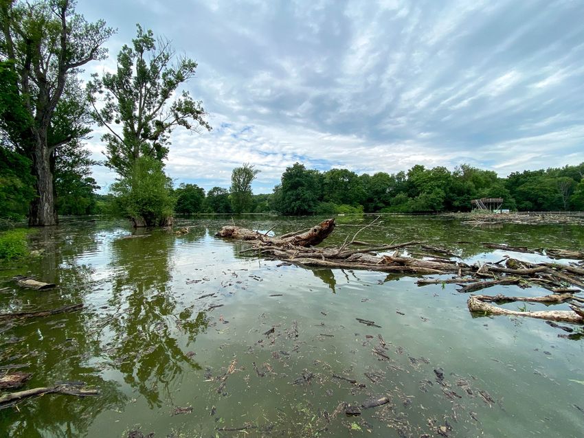 Hochwasser Reservat March (IMG 1407)-c-Michael Stelzhammer WWF Oesterreich.jpg