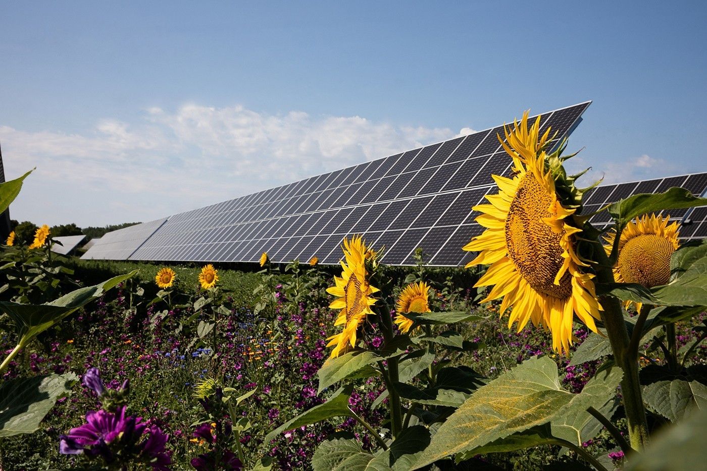 thumbnail foto 4 ews sonnenfeld pv blumen©EWS Consulting GmbH.jpg