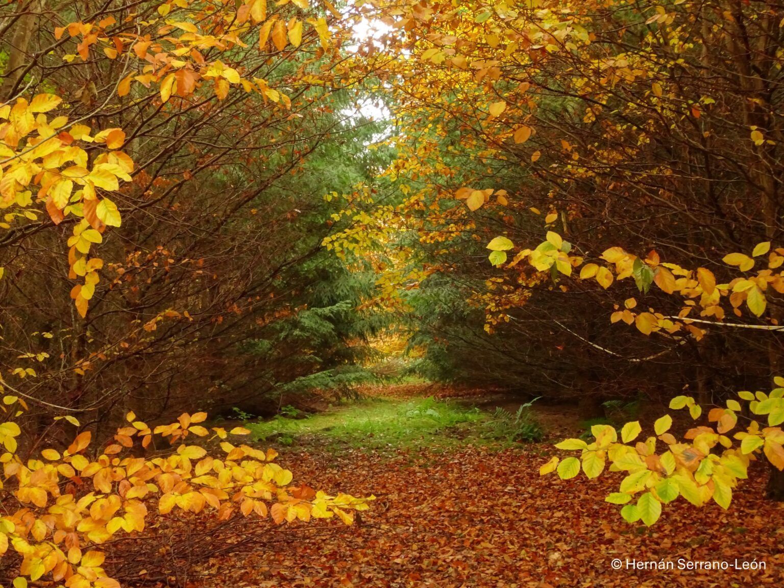 Picture-2.-Serrano Leon-Hernan-1536x1152.jpg