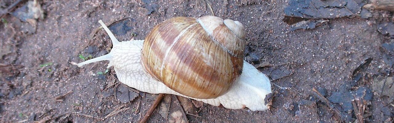 Schnecke Escargot de Bourgogne.jpg