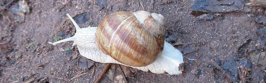 Schnecke Escargot de Bourgogne.jpg