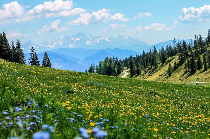 WieseLandschaft .jpg