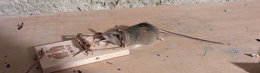 Tote Maus.jpg