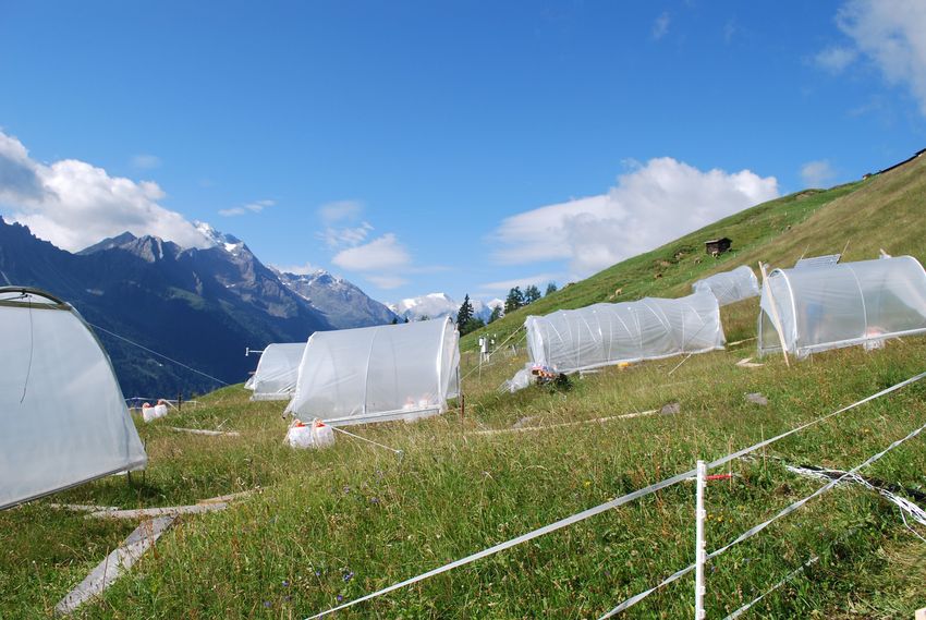 Versuchsfläche im Tiroler Stubaital.jpg
