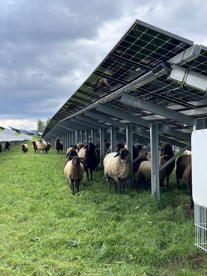 Herzogberg III Schafe-768x1024.jpg