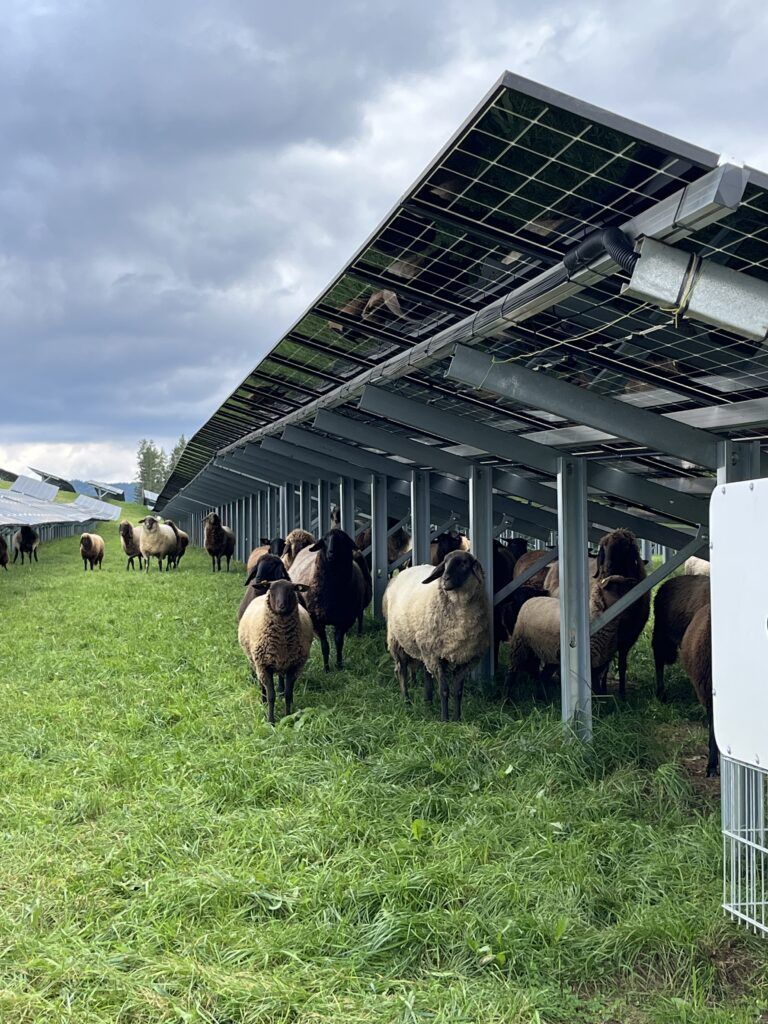 Herzogberg III Schafe-768x1024.jpg