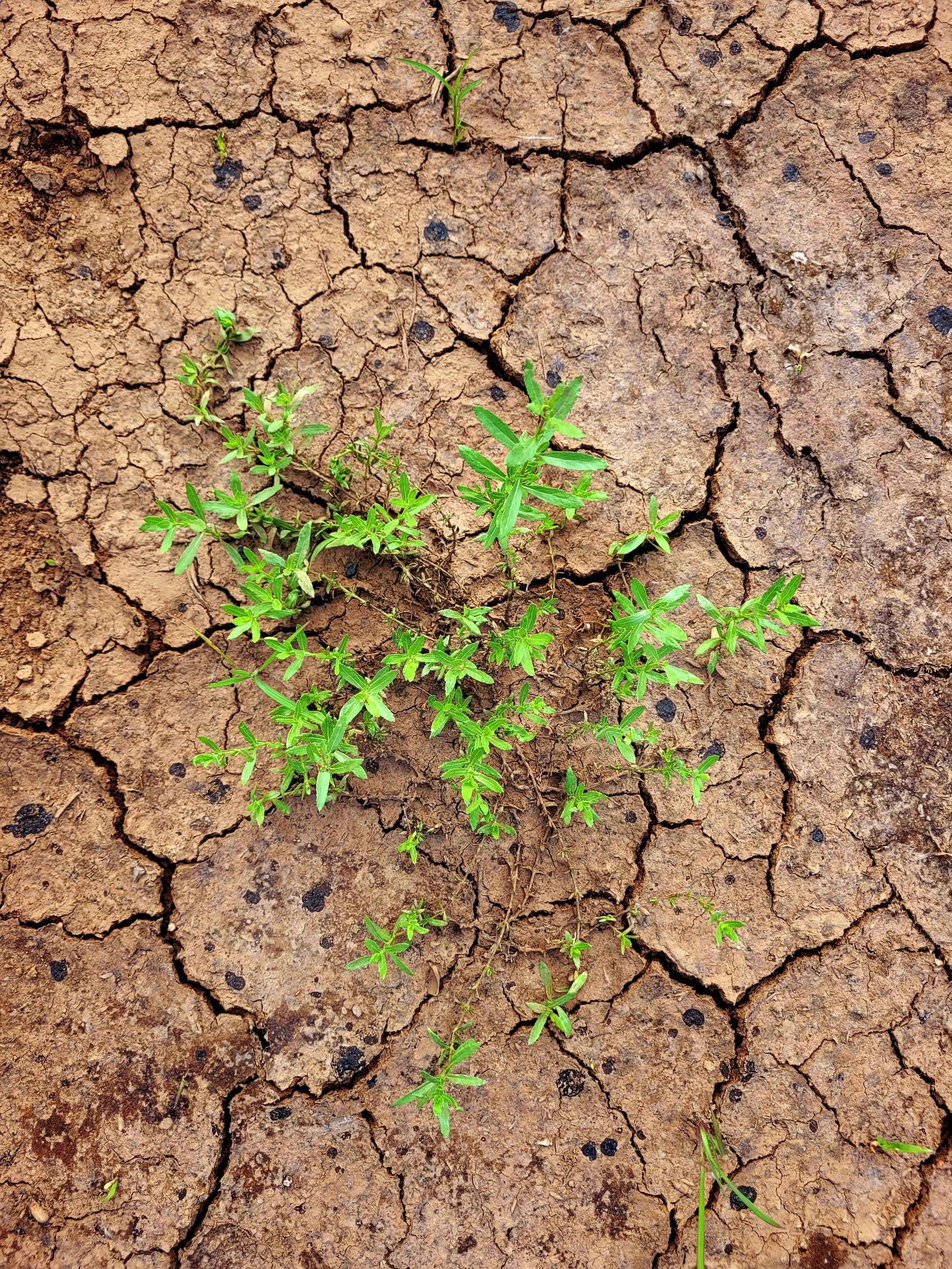 pexels-ankit-rainloure-DürreHitze.jpg