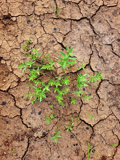 pexels-ankit-rainloure-DürreHitze.jpg