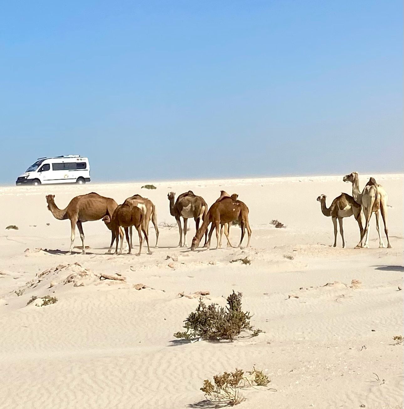 477908595 17867040711317991 5905135565338730364 n.jpg