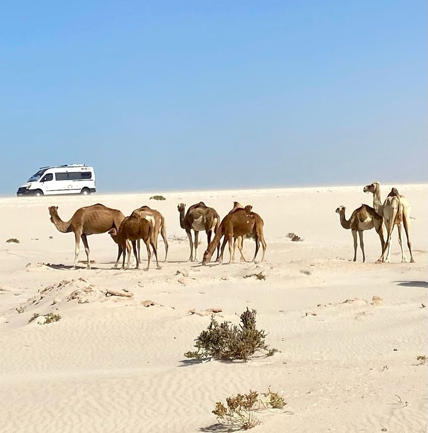 477908595 17867040711317991 5905135565338730364 n.jpg