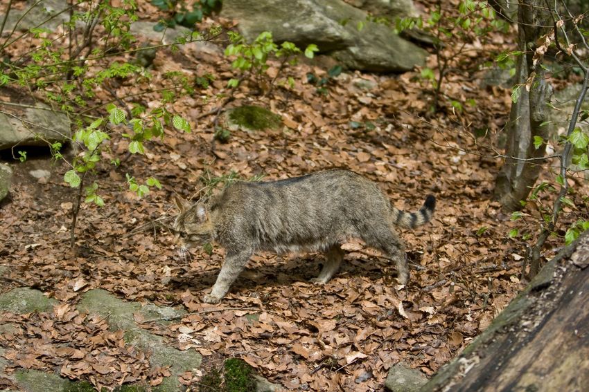 Wildkatze c ChristianDeschka.jpg