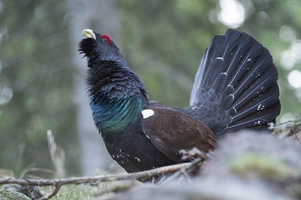 Auerhahn am Bärofen, aufgenommen im Zuge des Auerhuhnmonitorings.jpg