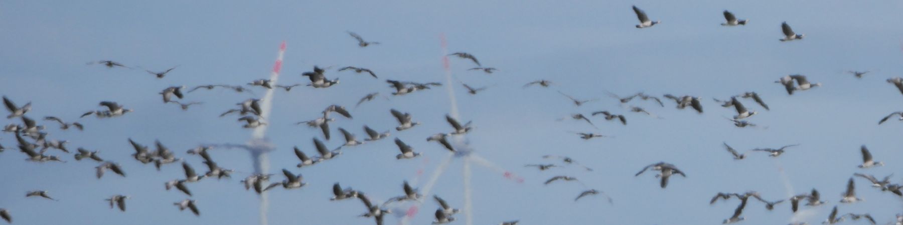 Wildgänse im Deichvorland Balje.jpg