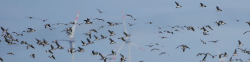 Wildgänse im Deichvorland Balje.jpg