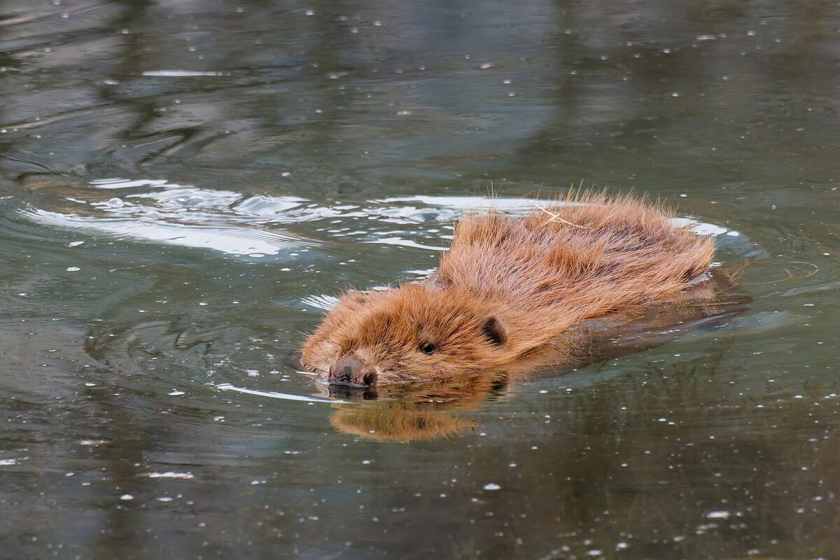 Biber(DSC05439 dxo) © Helmut Niederwieser.jpg