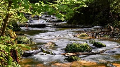 bach-7474425 1280.jpg