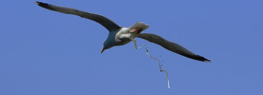 Defäftierende Seemöve.jpg