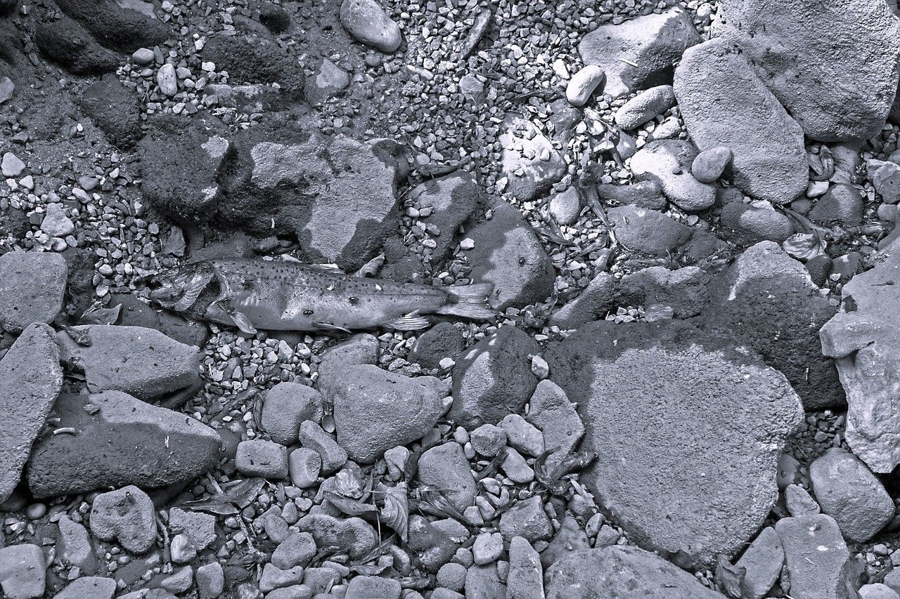 adege-dryness-3584463 1280.jpg