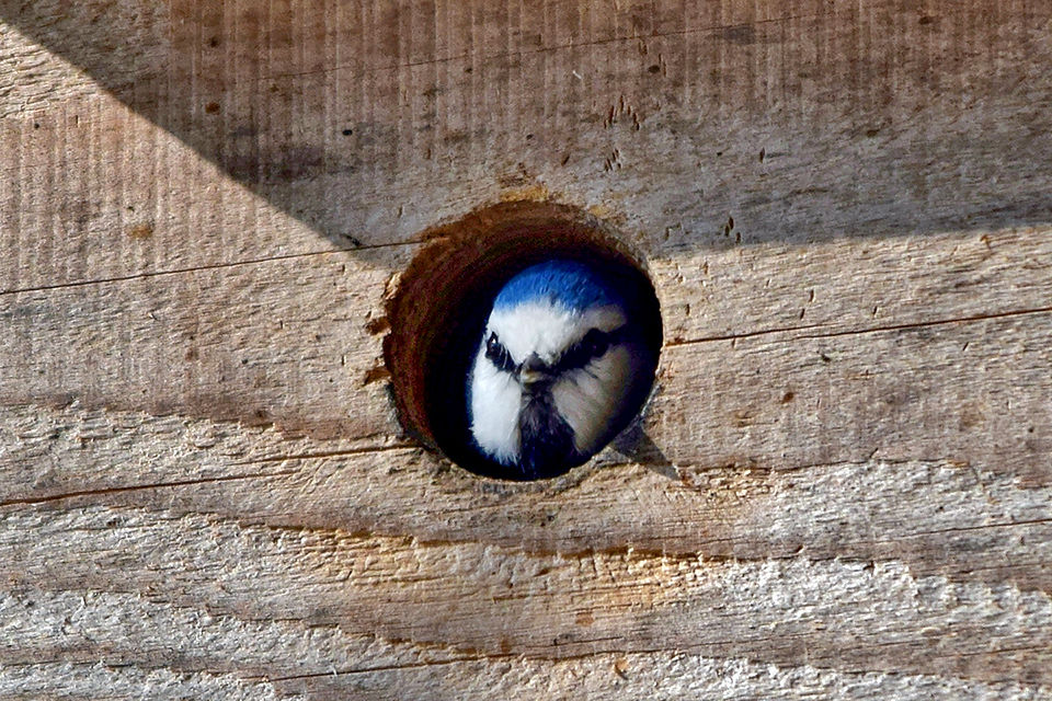 BlaumeiseBirdlife.jpg
