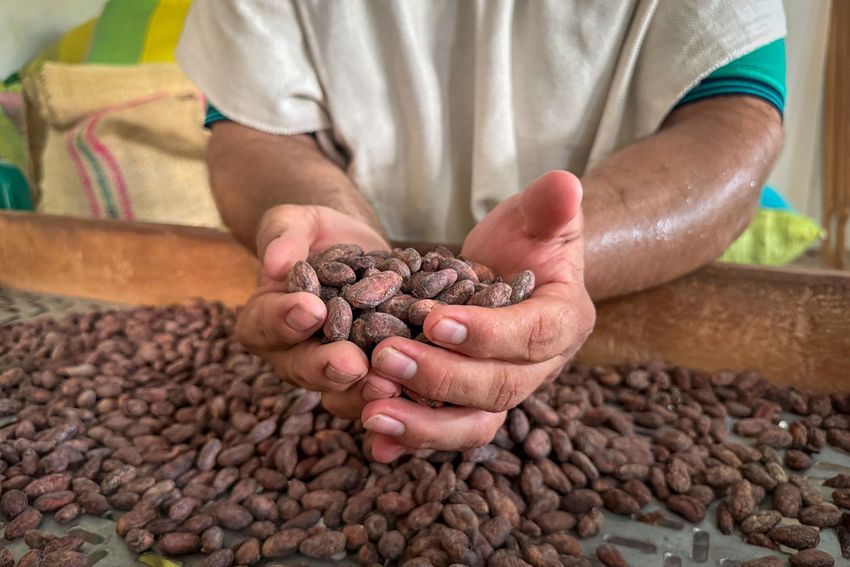 Caquetá Cacao CatalinaCastro 2025-072.jpg