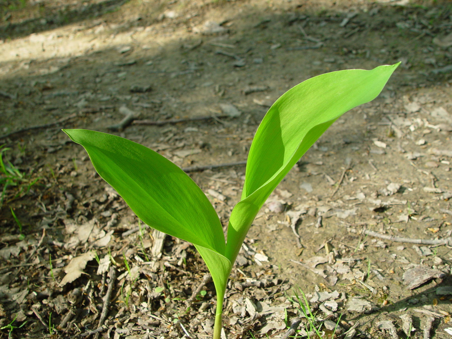 Maigloeckchen c AlexMrkvicka.jpg