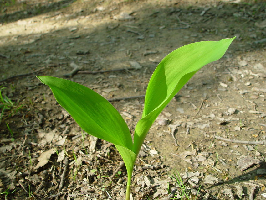 Maigloeckchen c AlexMrkvicka.jpg