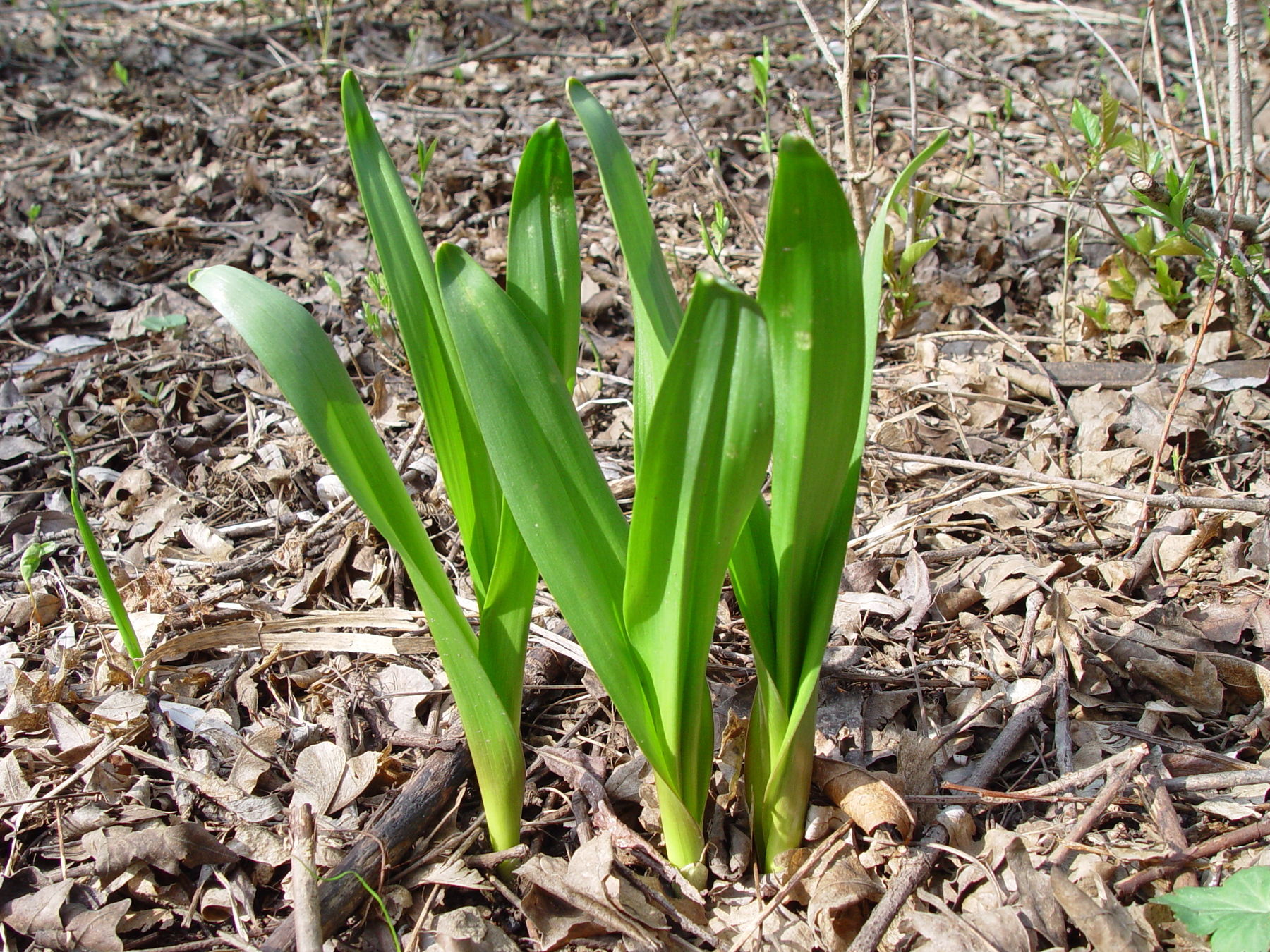 Herbstezeitlose c AlexMrkvicka.jpg