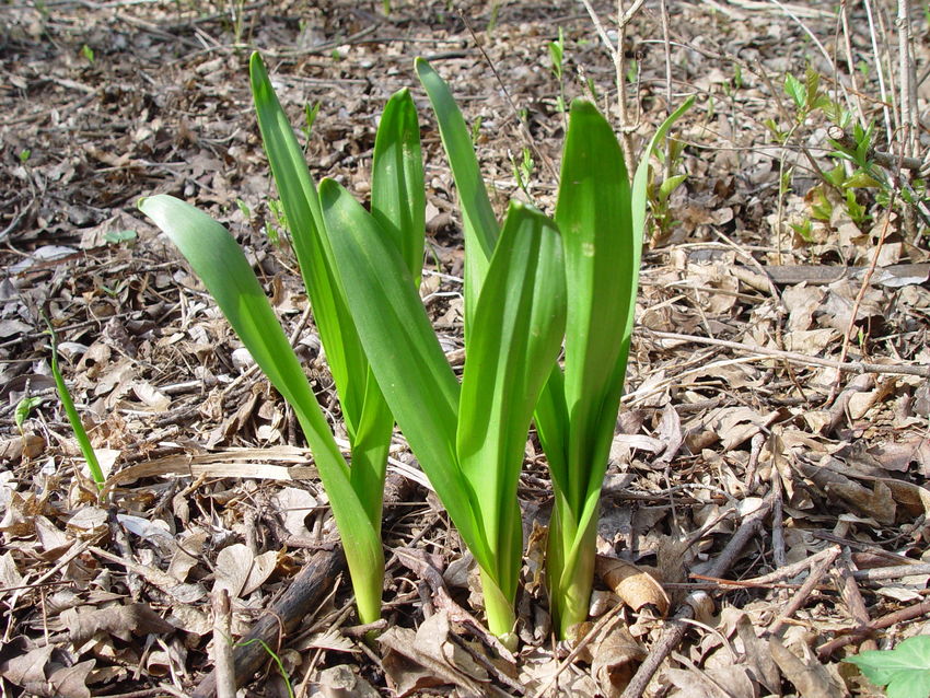 Herbstezeitlose c AlexMrkvicka.jpg