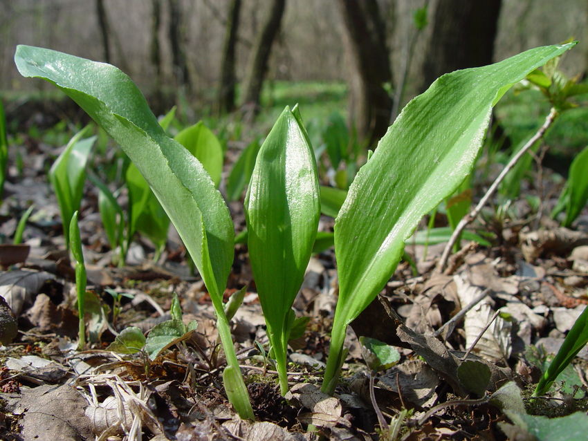 Baerlauch c AlexMrkvicka.jpg