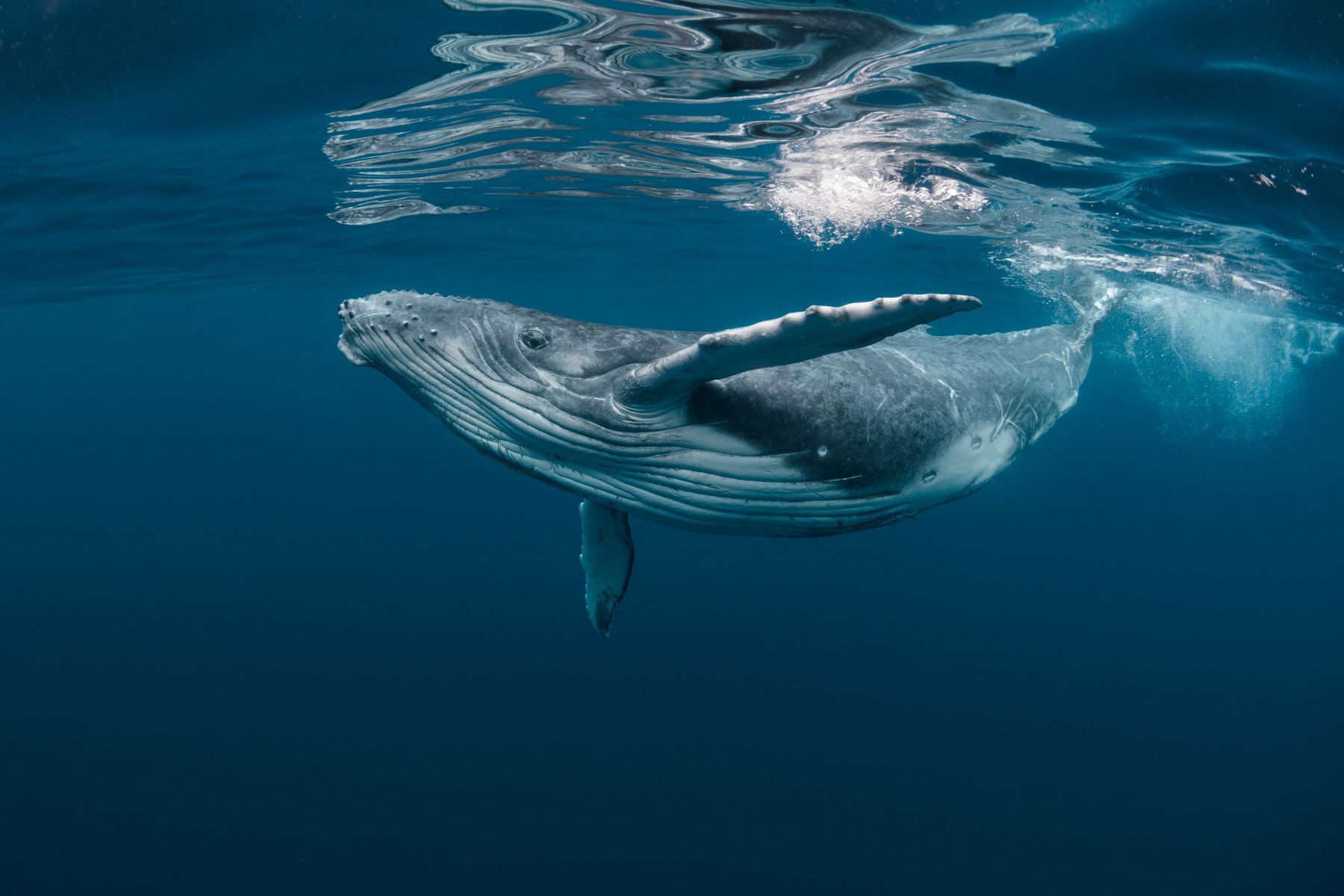 Humpback Whale WW1172346.jp-c-Shutterstock Craig Lambert WWF.jpg