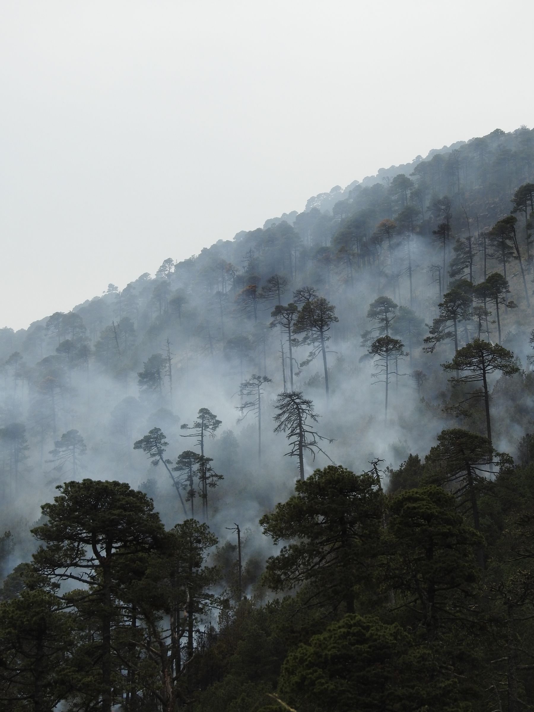 jkdberna-FeuerWaldWaldbrand.jpg