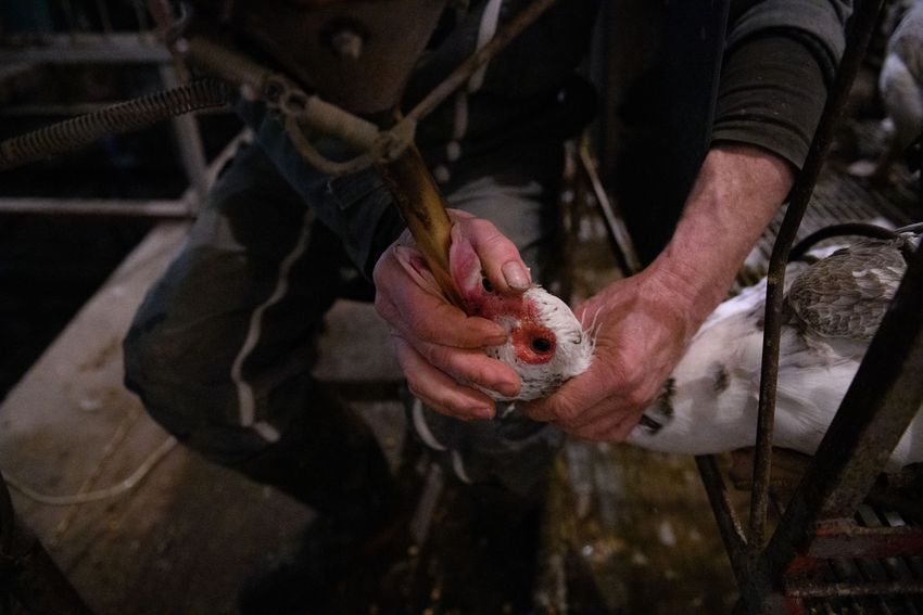 04 BILD Photocredit  Animal Equality Aitor Garmendia.jpg