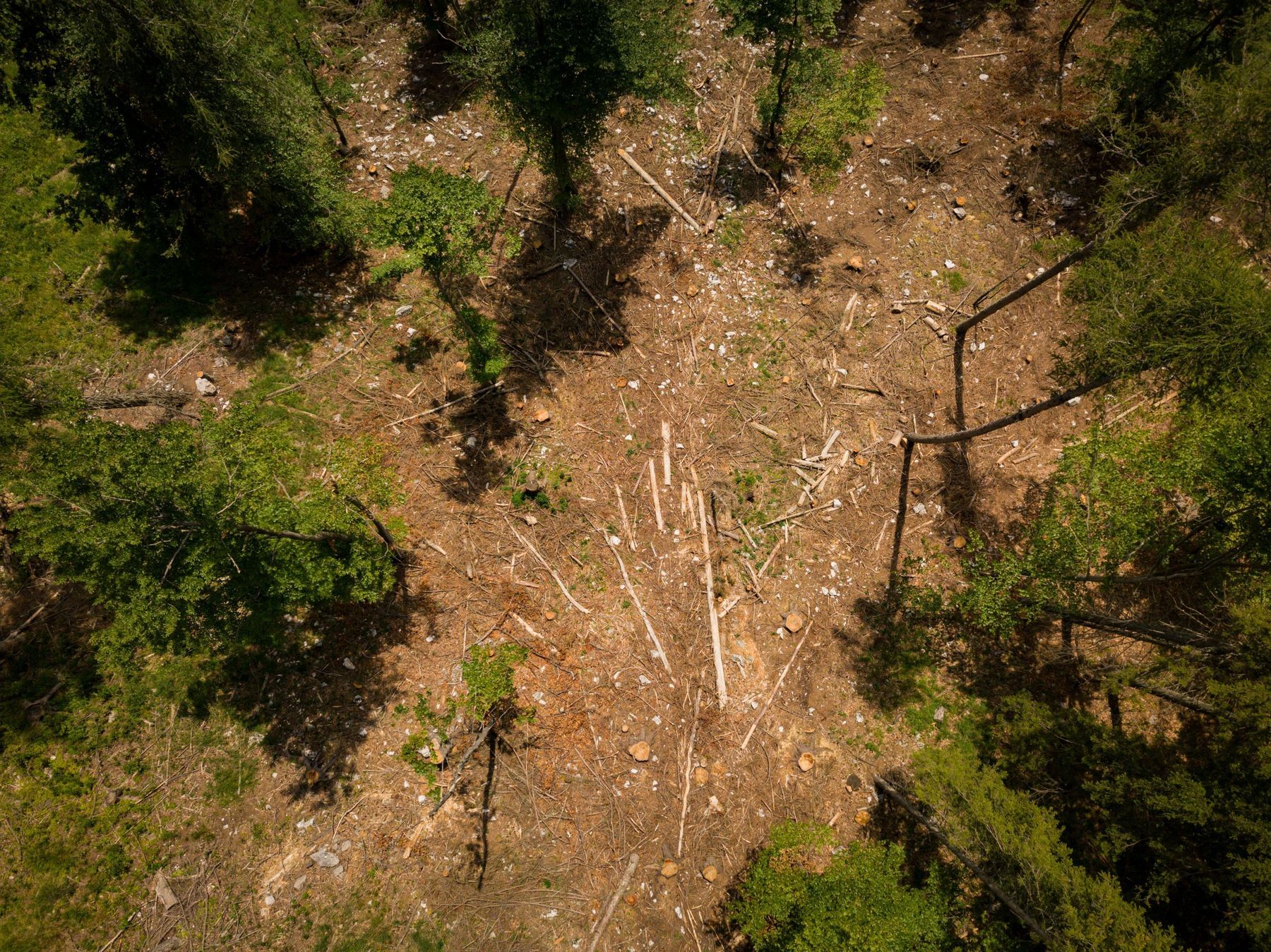Wald-HQ-181-0099-c-Christian Lendl.jpg