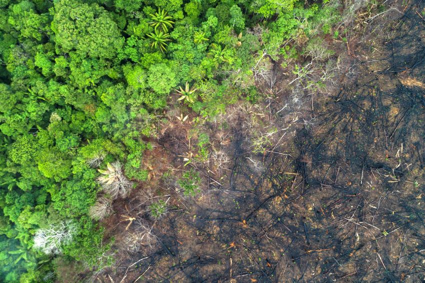deforestation of the AmazonRegenwald WW1134390-c-Andre Dib WWF-Brazil.jpg