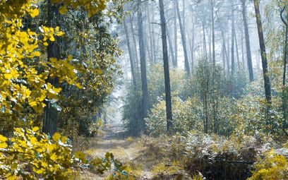 dife88-Wald.jpg