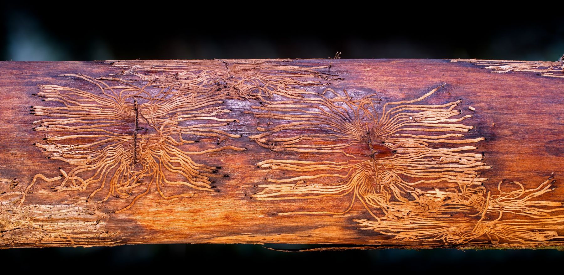 adege-sense-Borkenkäferspuren.jpg