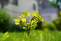 photography by sebbi-BäumchenGrün.jpg