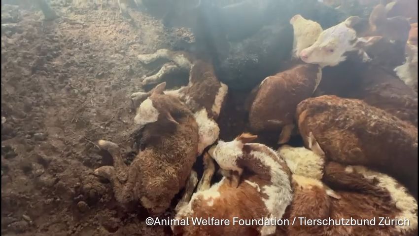October 2025 Inside Spiridon II Video-Still Calves AWF-TSB.jpg