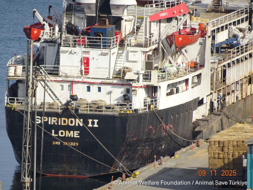2025.11.09 Spiridon II docked in Bandirma.jpg