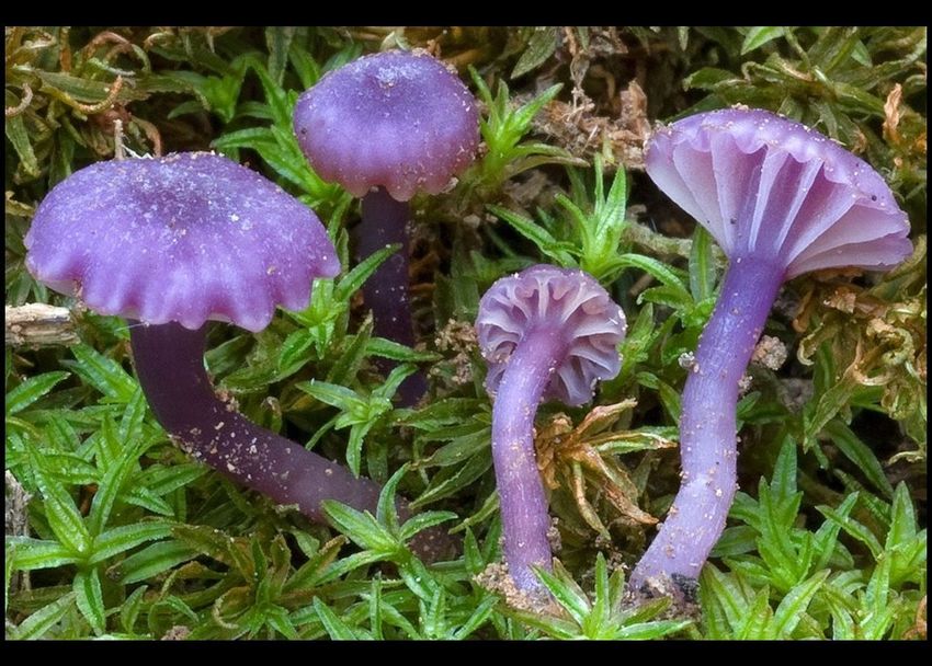 Pilz.jpg