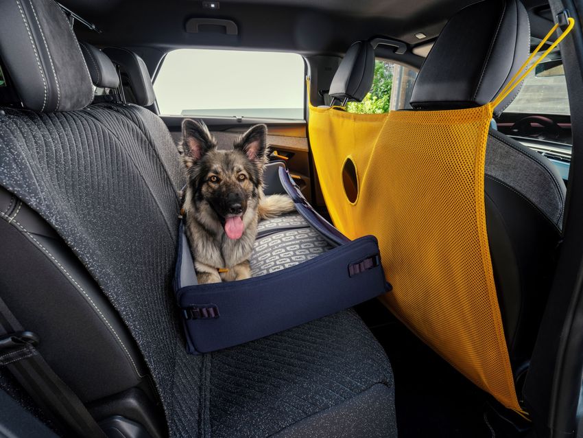 peugeot-e-5008-dog-edition-concept (2).jpg