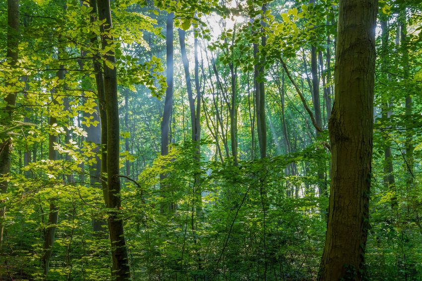 analogicus-Wald-Bäume.jpg