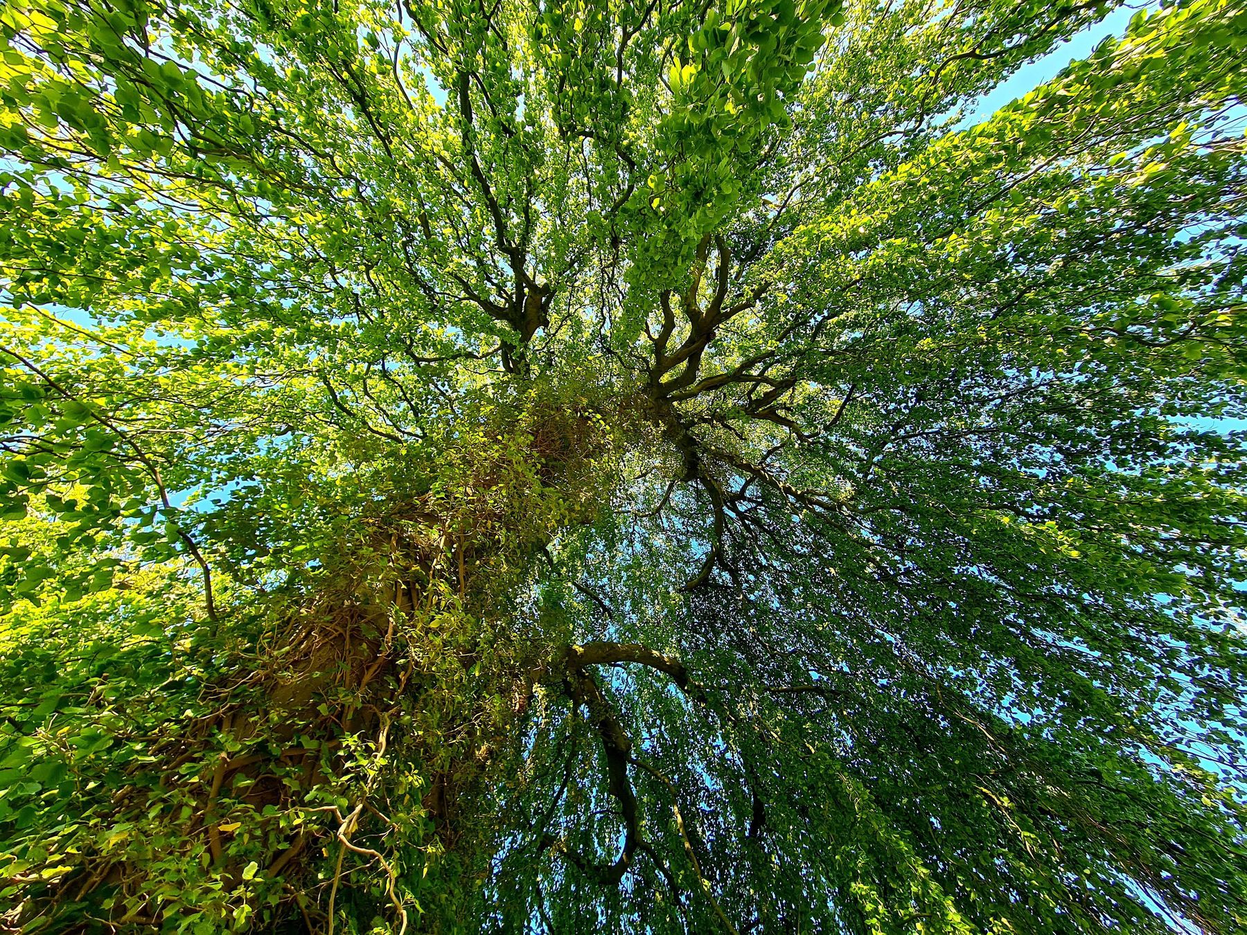 snotti-baum-Wald.jpg