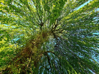 snotti-baum-Wald.jpg