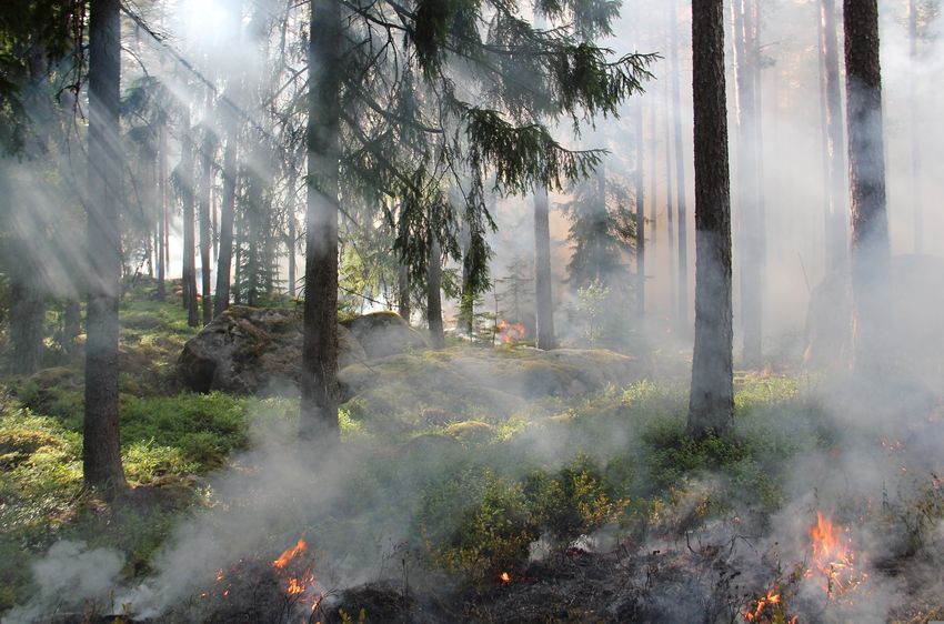 ylvers-Waldbrand.jpg