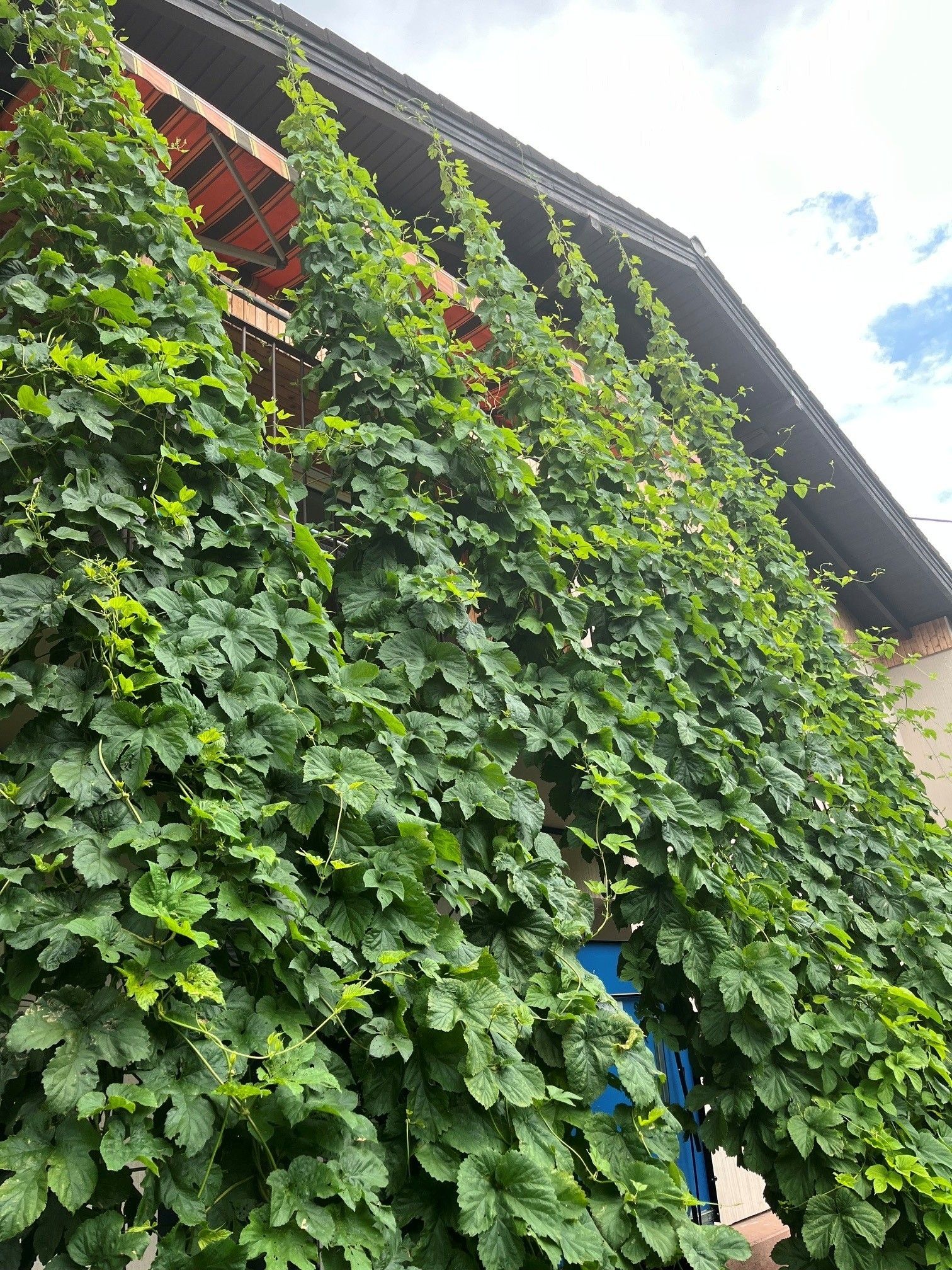 Fassadenbegrünung-Kletterpflanze Hopfen (c) Klimabündnis OÖ.jpg