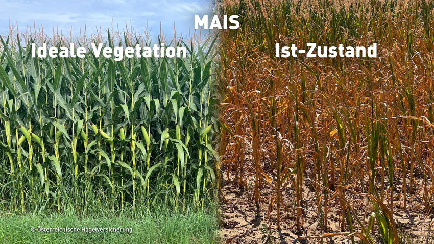 oehv Duerre Mais- 1 .jpg