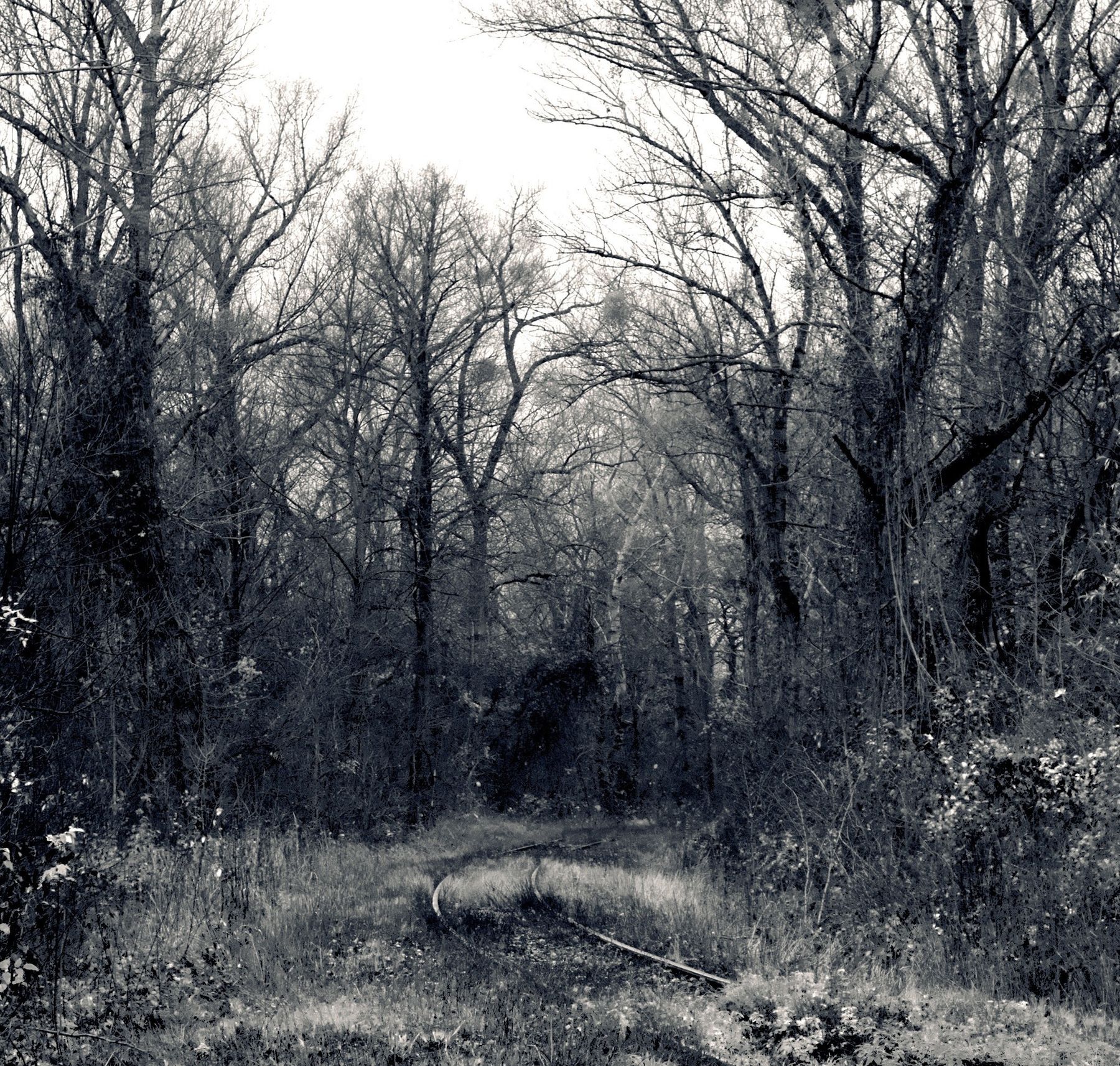 amely-Wald.jpg