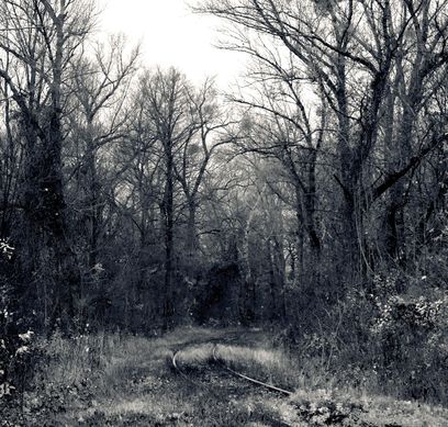 amely-Wald.jpg